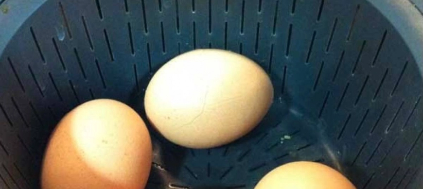 HUEVOS PASTEURIZADOS